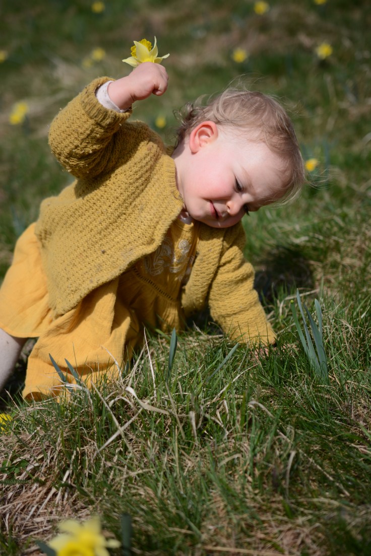 9 avril premol jonquilles (10)