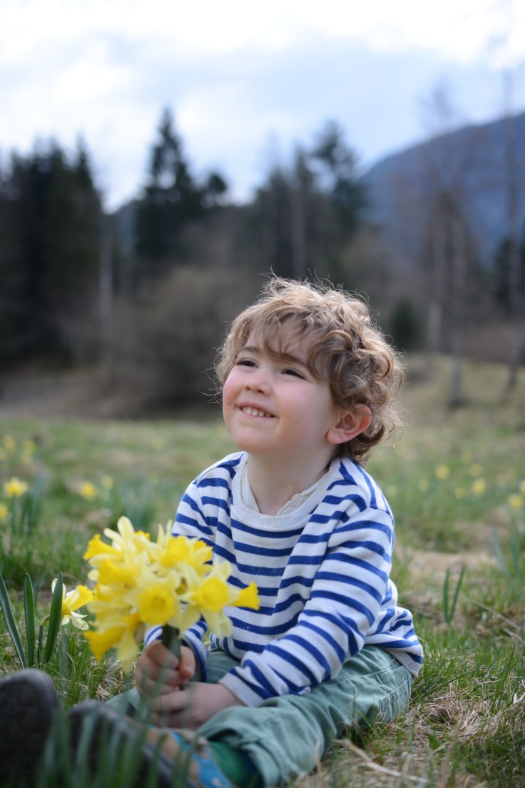 9 avril premol jonquilles (15)