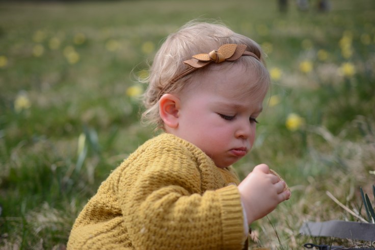 9 avril premol jonquilles (16)